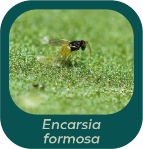 Risorsa 19
